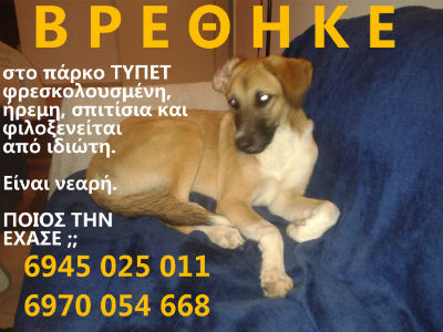 Βρέθηκε σκυλίτσα στα Βριλήσσια